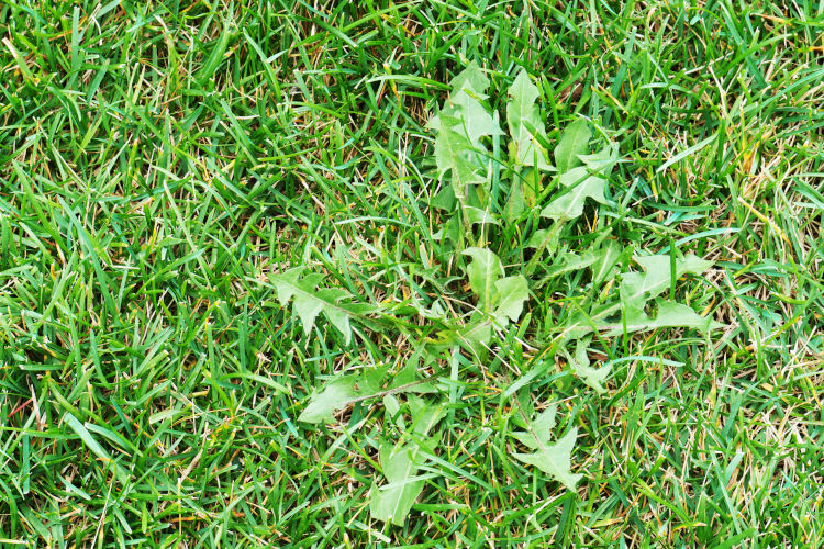 Effective Winter Weeds Control: 5 Tips for a Healthy Spring Lawn