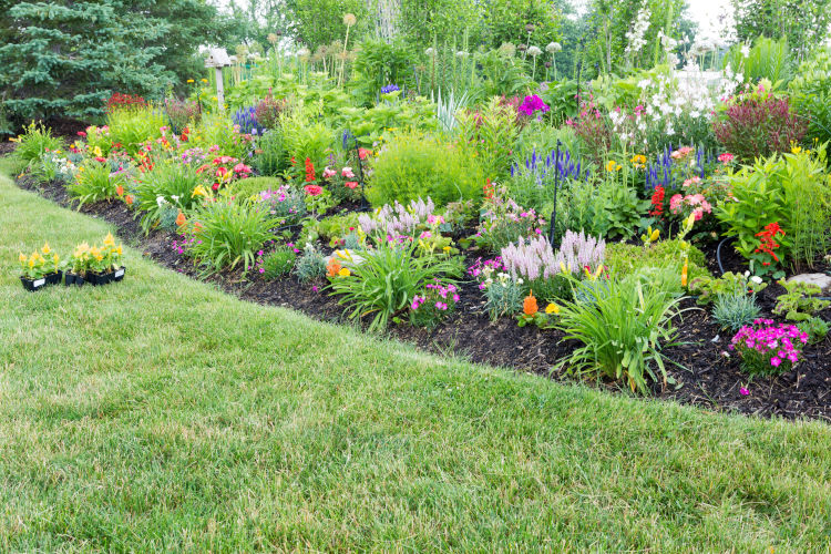 Perfect Flowering Plants For San Jose Landscaping