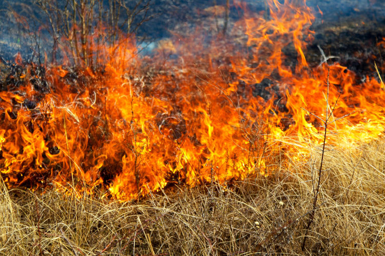 Understanding How Firebreaks Help Your California Home