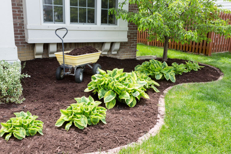 Weed Control Tips From Your San Jose Landscaping Experts