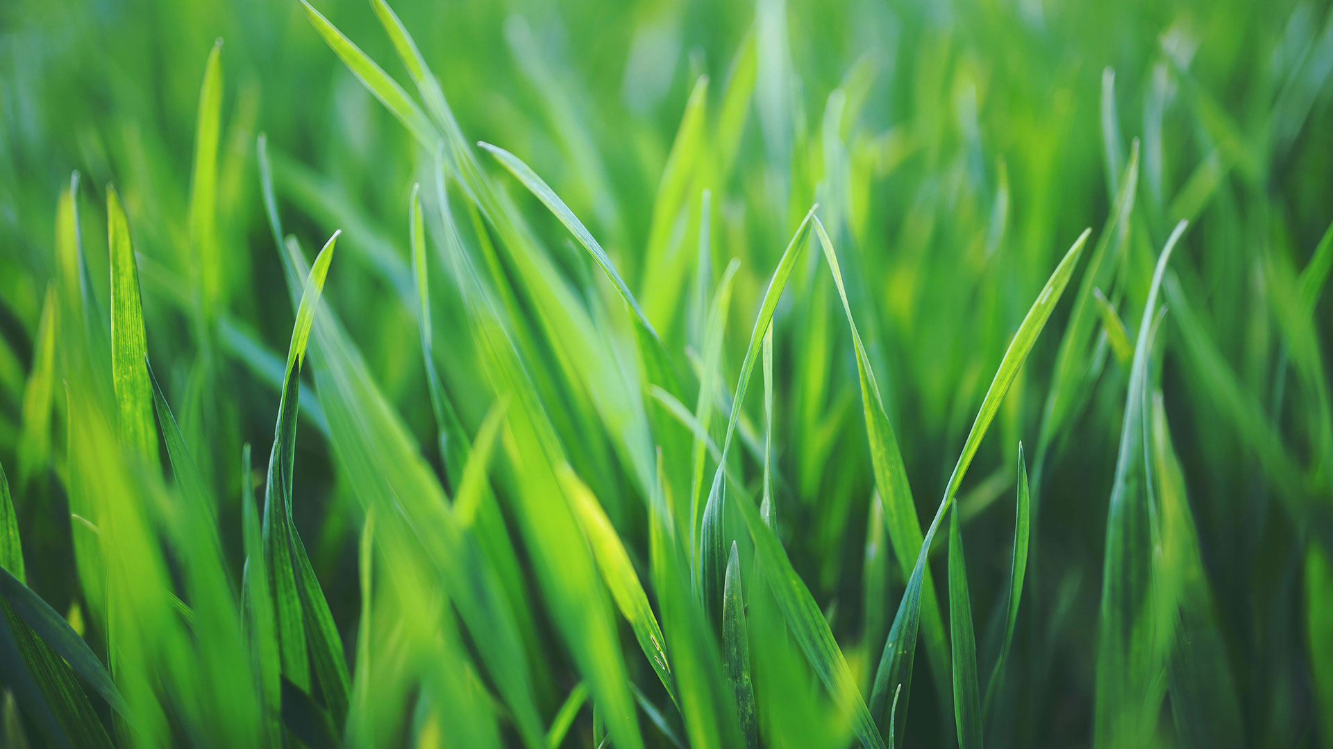 Grass Background