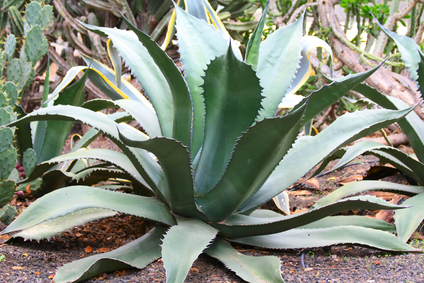 Drought Friendly Landscaping